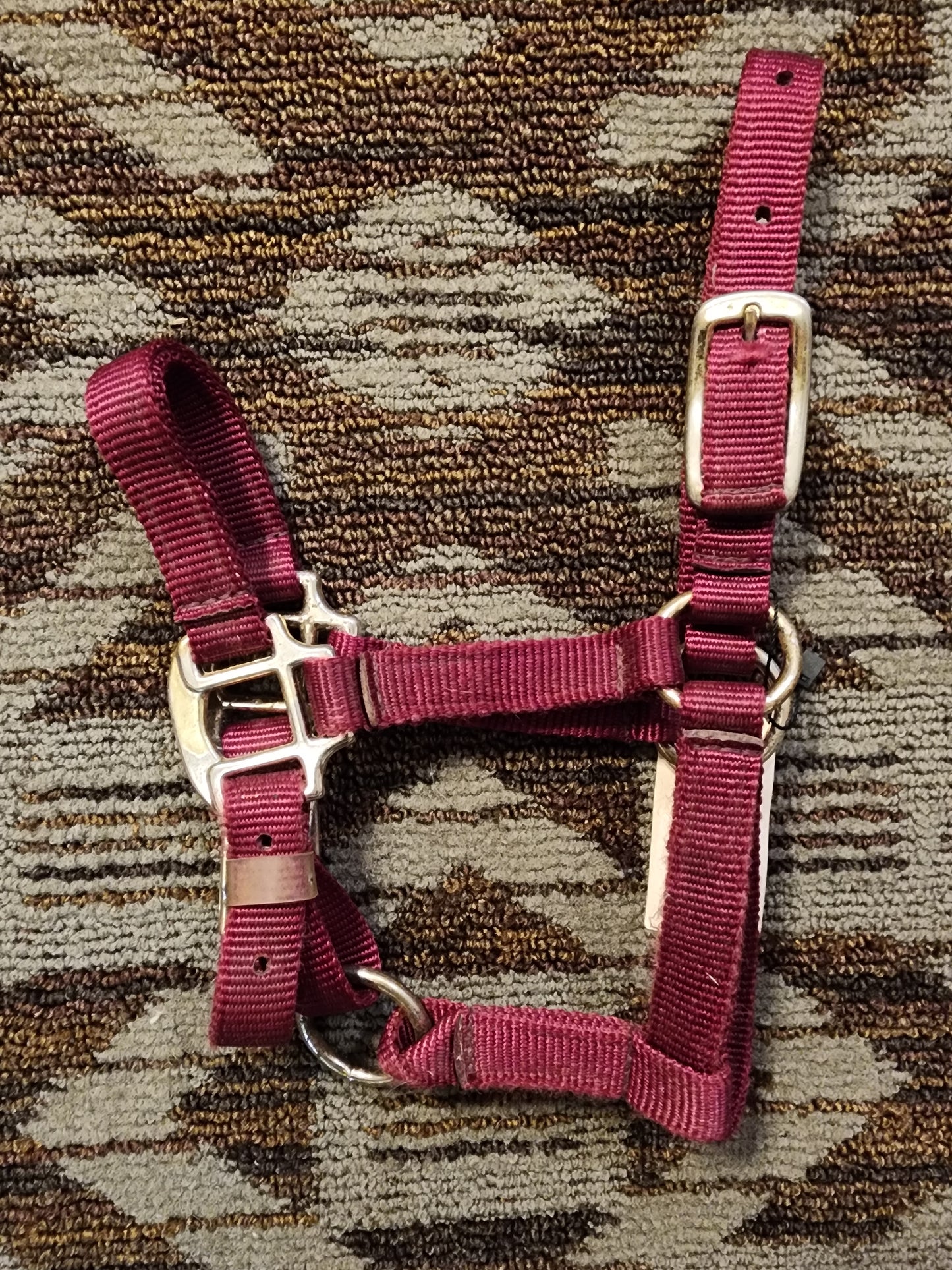 Foal Halter