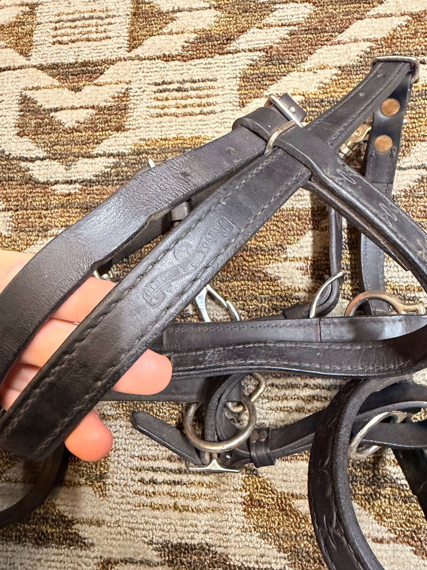 Black Circle Y Halter Bridle