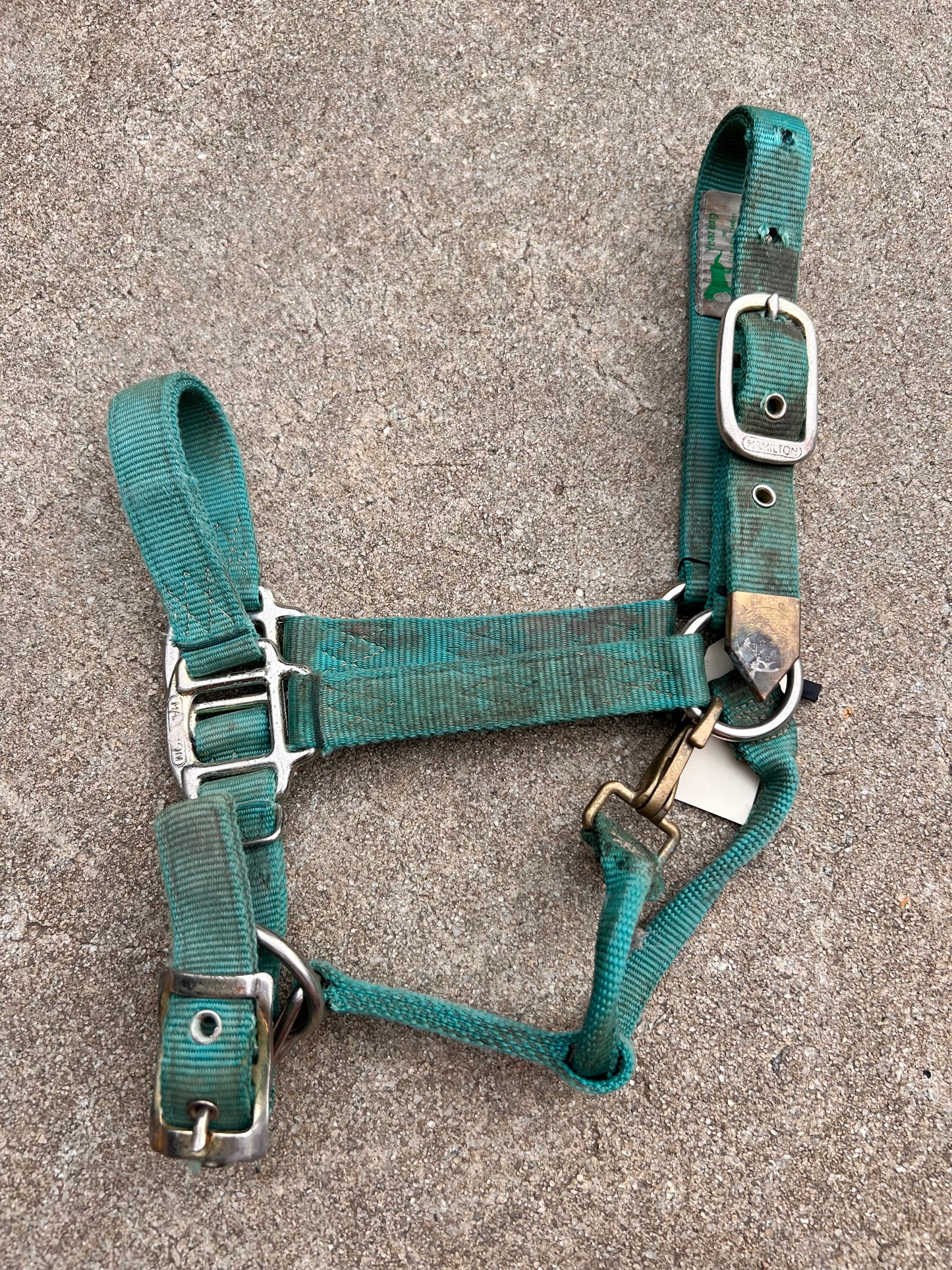 Hamilton Halter - Yearling