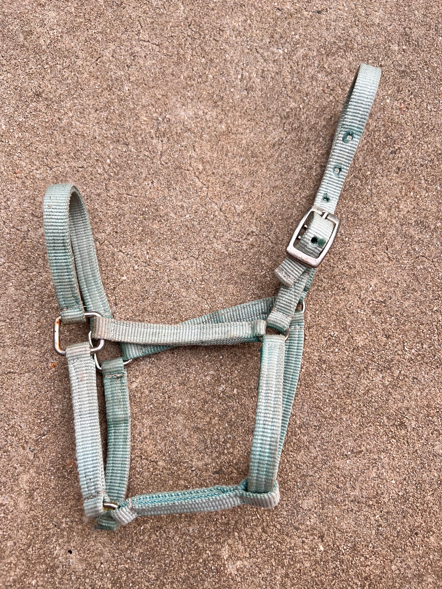 Blue Pony Halter