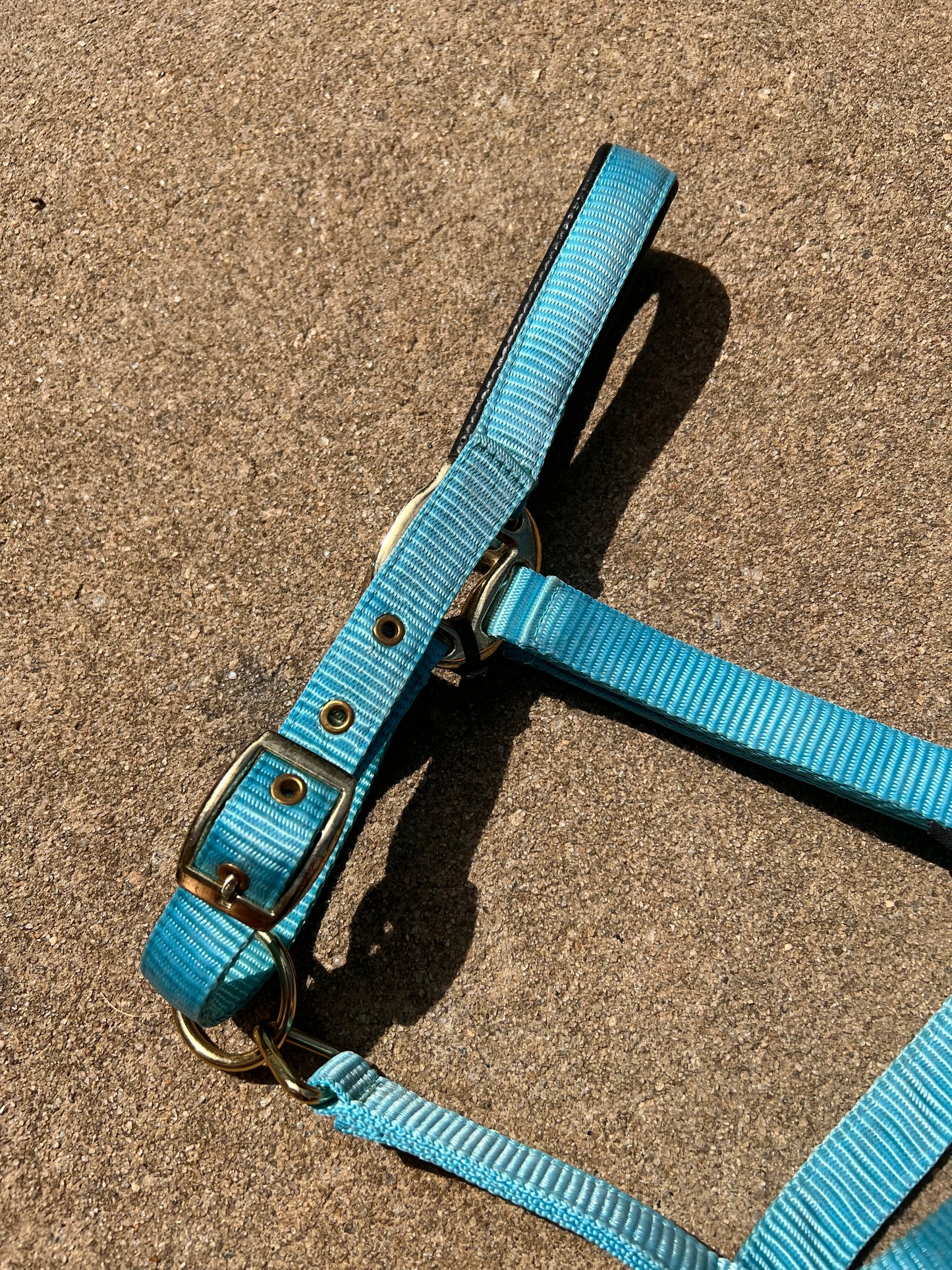 Turquoise Padded Dover Breakaway Halter - Full