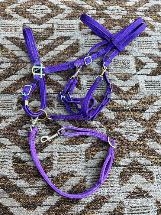 Purple Halter Bridle