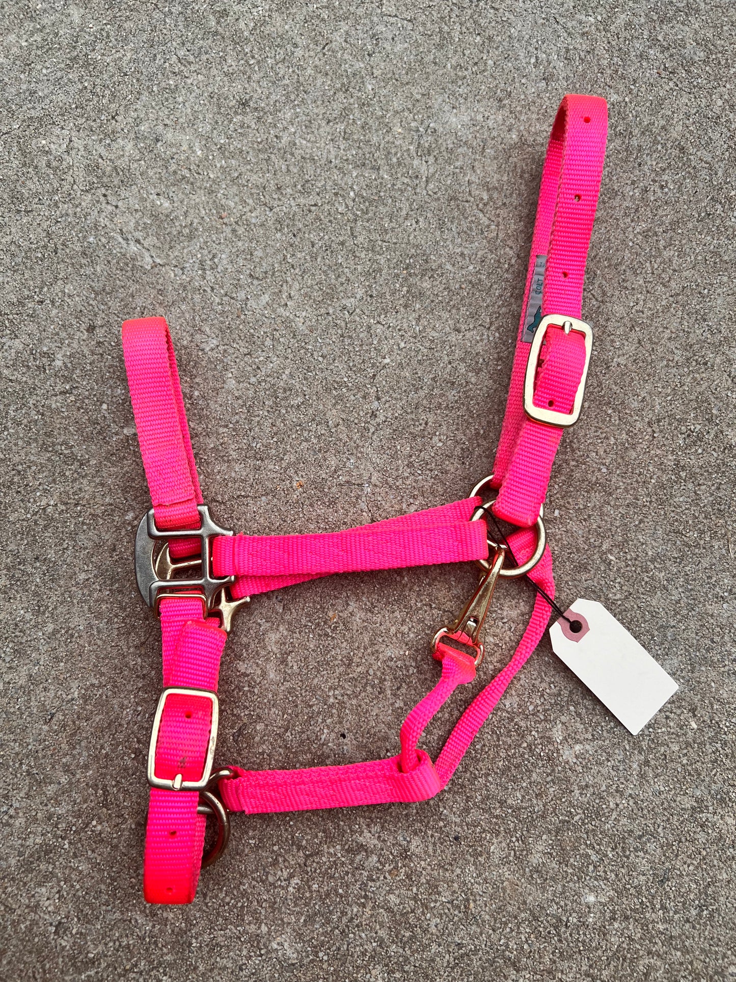 Hot Pink Halter - Colt