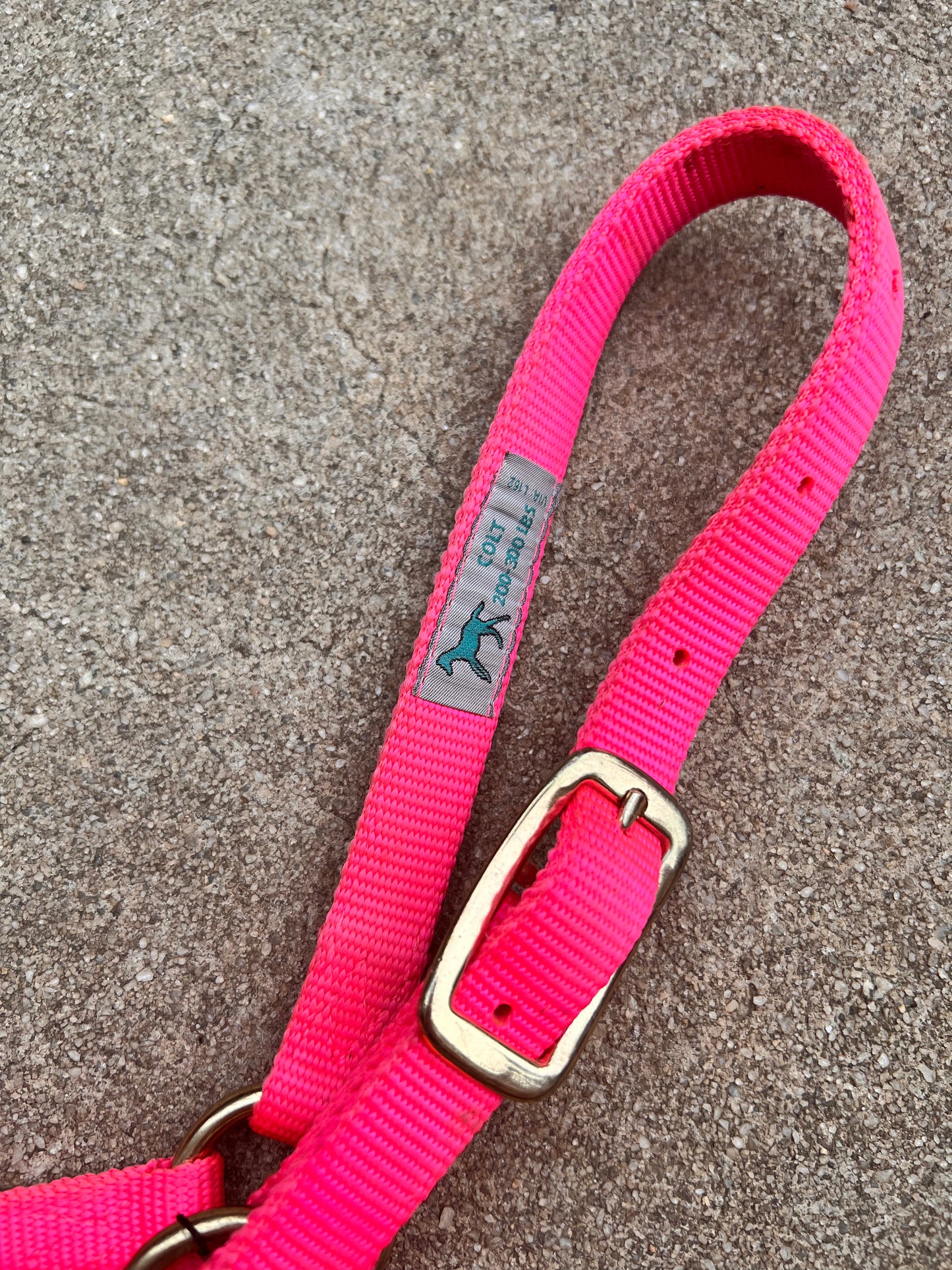 Hot Pink Halter - Colt