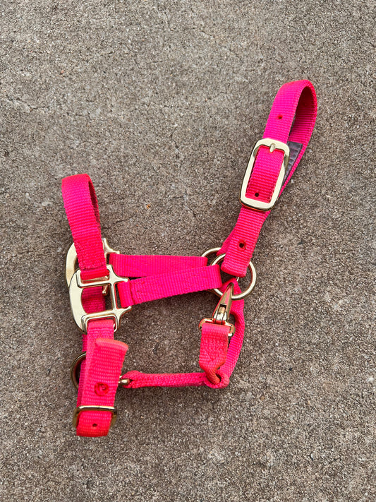 Hot Pink Foal Halter