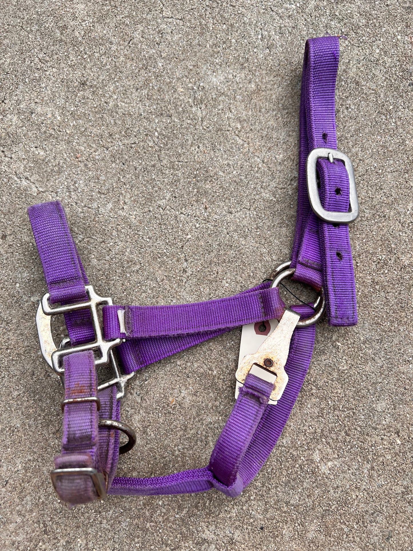 Purple Halter - Cob