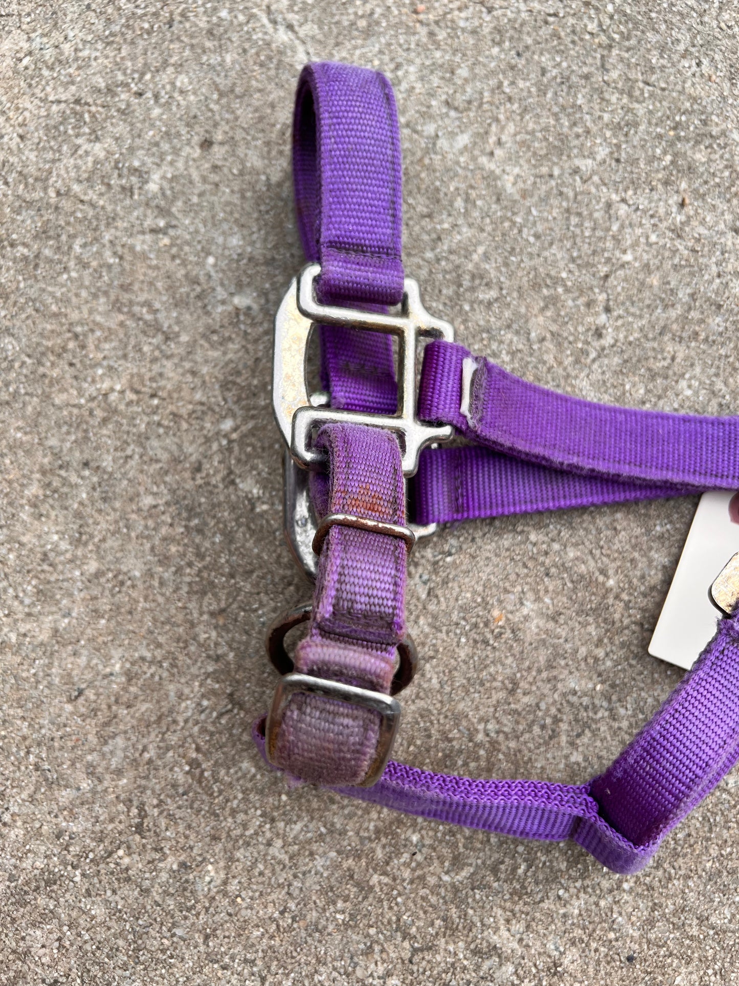 Purple Halter - Cob