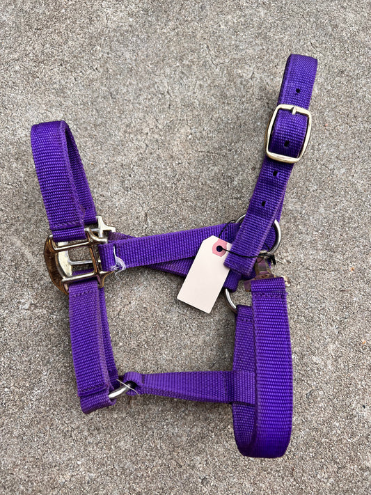 Purple Pony Halter